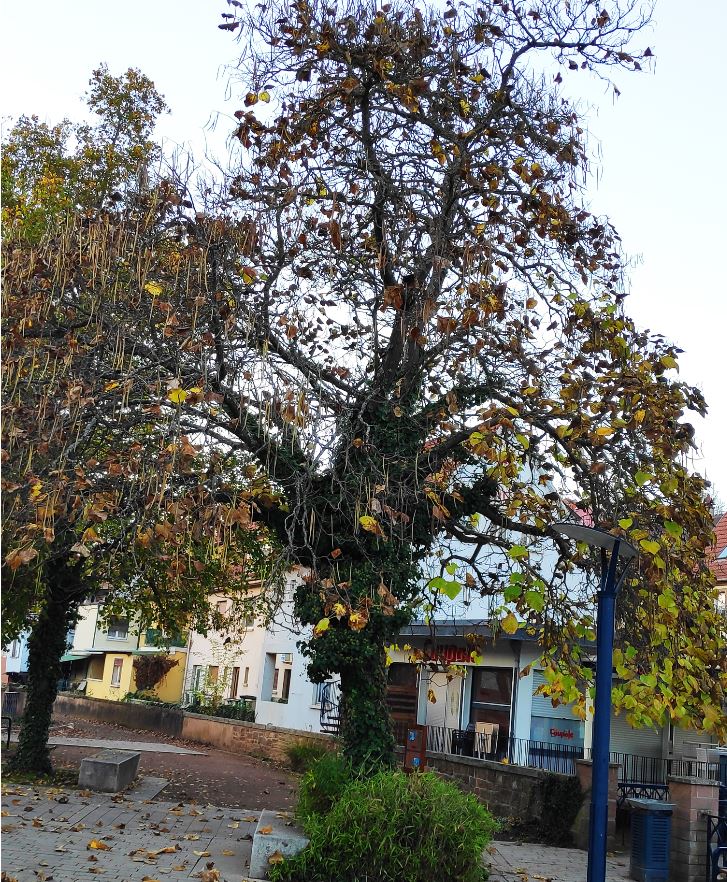 2. Catalpa ou arbre à haricots